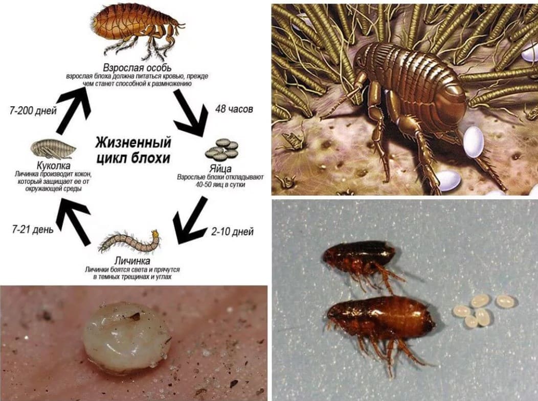 Уничтожение блох